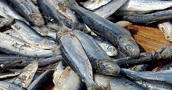 Top 6 loài cá chứa thủy ngân nhiều nhất