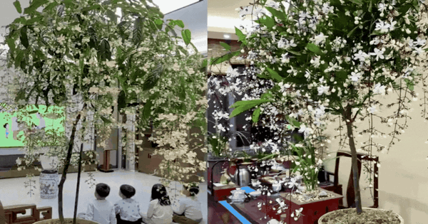 Loại hoa "thần tiên" đang gây sốt dịp cận Tết: Tên nghe đã thấy giàu sang, hoa rủ xuống như thác đổ, ai nhìn cũng muốn "rinh" ngay về nhà