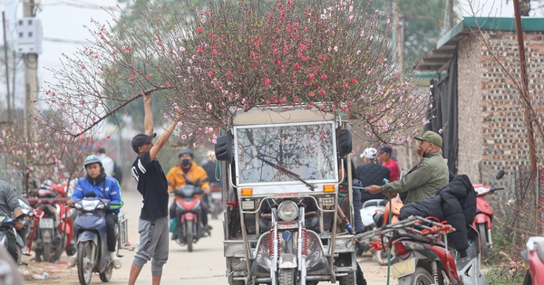 Làng đào lớn nhất miền Bắc rộn ràng vào vụ Tết