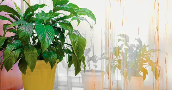 Bí quyết giúp cây lan ý nở hoa rực rỡ: Vị trí đặt cây quan trọng hơn cả phân bón
