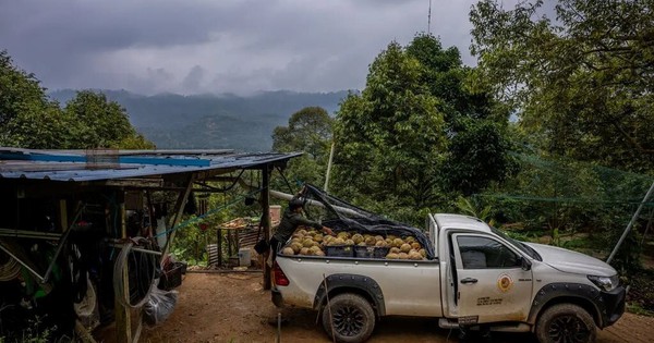 Đua nhau trồng ‘sản vật trời ban’, nông dân nước Đông Nam Á nay lao đao vì Trung Quốc giảm mua, giá rớt thê thảm, Thái Lan có thể là 'nạn nhân' kế tiếp