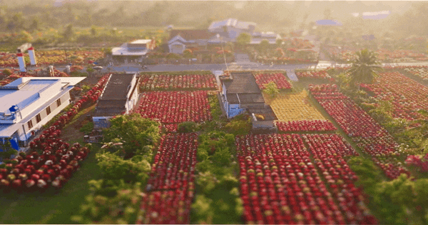 Choáng ngợp trước "nhà máy" hoa Tết rộng bằng 1.400 sân bóng đá tại miền Tây