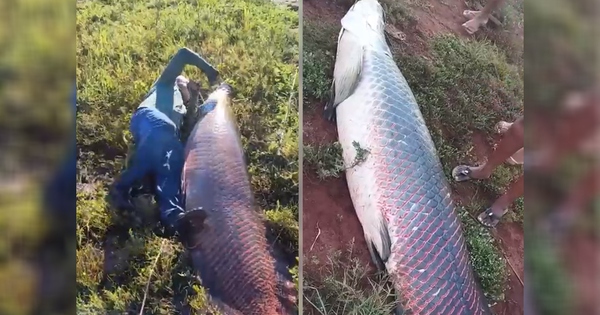 Câu được cá hải tượng long khổng lồ 135kg ở Brazil, ngư dân mất 2,5 giờ vật lộn