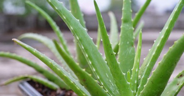 5 loại cây mọng nước đẹp mắt, "hút" vượng khí, nên trồng trong nhà năm Bính Ngọ