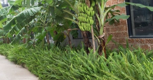 3 loại cây nên tránh trồng trước nhà năm Bính Ngọ