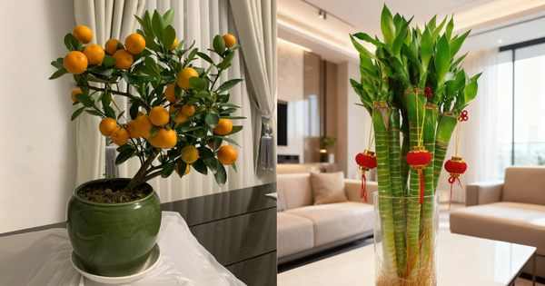 5 loại cây hút sạch độc tố, mời gọi tài lộc: Chưng trong nhà cực tốt