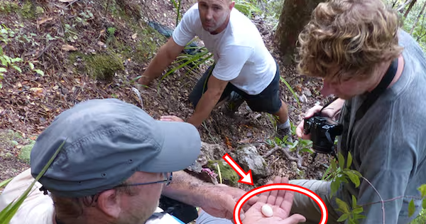 Sau hơn 100 năm bị coi là tuyệt chủng, loài vật này bất ngờ lộ diện qua một quả trứng nhỏ