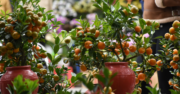 3 loại cây nhất định phải có trong nhà dịp Tết Bính Ngọ: Đỉnh cao hút may mắn, tài lộc