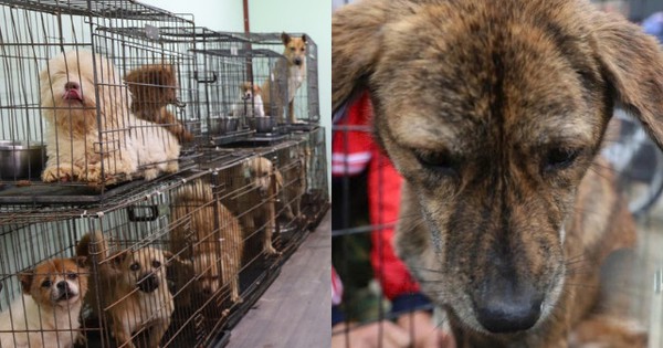 Chó mèo bị chủ vứt bỏ gần Tết, gặp nạn và bị bạo hành tăng đột biến: Các trạm "cầu cứu"