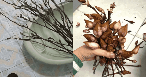 Cái kết "tàn canh gió lạnh" của dân chơi mộc lan Tết