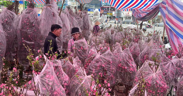 Tín hiệu bất ngờ ở 'chợ hoa đào' lớn nhất TPHCM