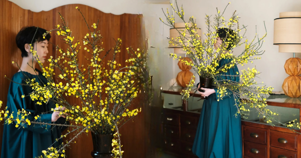 Mùa xuân nằm trọn trong một bình Nghênh Xuân: Sắc vàng rực rỡ, cành rủ mềm mại như suối tóc, chưng Tết vừa sang vừa hút lộc