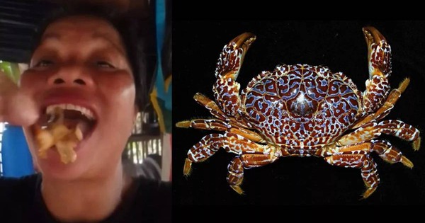 Nữ KOL nổi tiếng tử vong sau khi nuốt cua quỷ cực độc trên sóng livestream