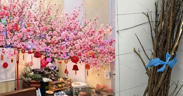 Miền Bắc lúc này: Đào chưa kịp Tết đã bung hết hoa, cả cõi mạng xin nhau tips “hoãn lại cái sự xinh đẹp ấy”