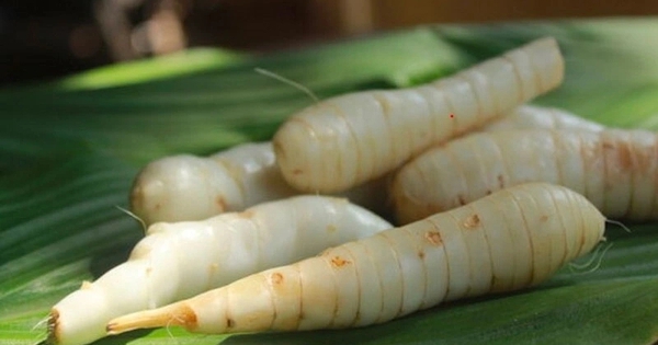 Củ dong riềng tưởng chỉ để ăn cho ấm bụng, hóa ra lại giúp xương chắc, mắt khỏe, đề kháng tốt hơn