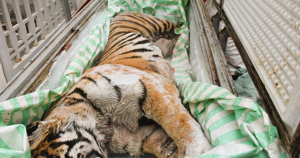 Phát hiện 2 cá thể hổ cấp đông trong hầm một ngôi nhà ở Thanh Hóa: Bí mật sau cánh cửa sắt khiến nhiều người rùng mình