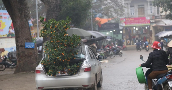 Giữa chợ Tết đông nghịt người, tôi ngượng ngùng để bố vợ nhét cây quất to vào cốp xe mình, kết quả sau đó cay đắng vô cùng