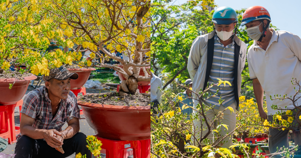 Trưa 29 Tết: Tiểu thương bán vội, khách mua nhanh, chợ hoa TP.HCM nhộn nhịp phút cuối