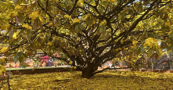 CLIP: Cây mai vàng tán khổng lồ, bung nở rực rỡ nổi tiếng ở Đồng Nai