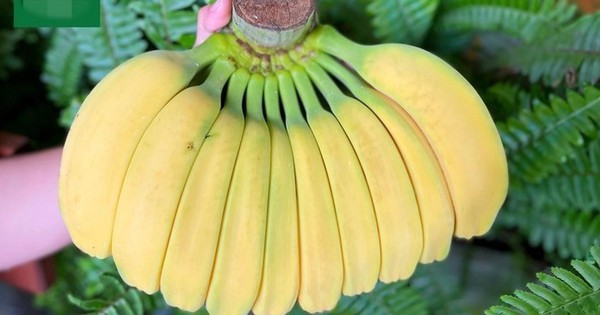 Chuối có hình dáng lạ, giá cao vẫn nhiều người muốn "săn" về chưng Tết