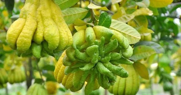 Giá phật thủ Tết có thể lên tới 3 triệu đồng/quả
