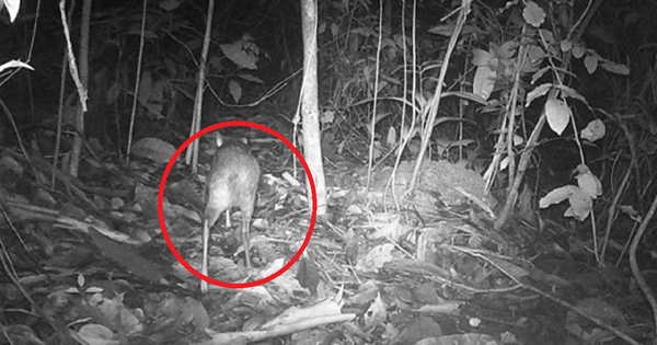 Loài vật quý hiếm bậc nhất hành tinh, tuyệt chủng 30 năm bất ngờ "tái xuất" ngỡ ngàng