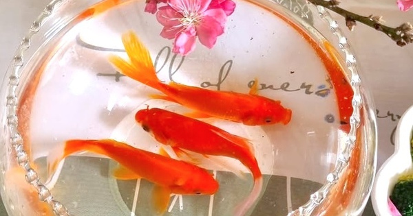 Vì sao chỉ cá chép mới đưa được Táo quân về trời?