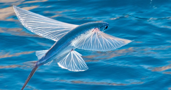 Loài cá biết bay