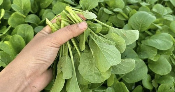 5 loại rau nên mua ngay lúc này: Giá rẻ, ít calo, chợ Việt nào cũng bán