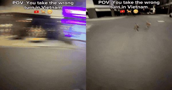 Khách Tây bị chó rượt ở Việt Nam, chạy thót tim như phim hành động