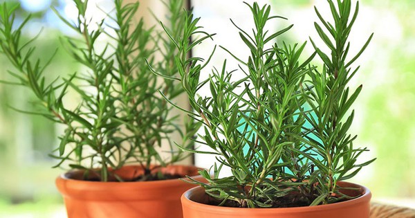 3 loại cây nên trồng trong nhà, đuổi muỗi hiệu quả, thơm phòng