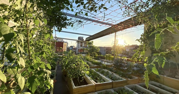 Bỏ mái tôn chống nóng để trồng rau, bà mẹ 8X biến sân thượng thành 