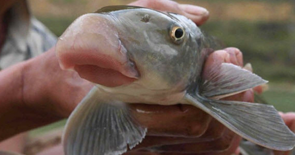 Giá chục triệu 1 kg, 