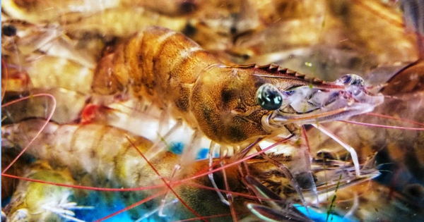 Khi mua tôm, hãy cố gắng tránh 4 loại này để không mua phải 