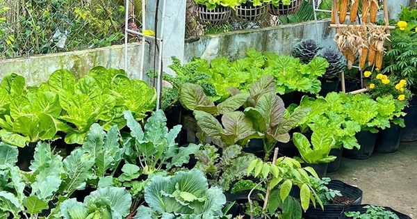 Ngỡ ngàng nam công nhân biến khoảng sân trọ 3m2 thành vườn rau quả 