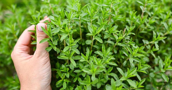 8 loại cây muỗi rất 