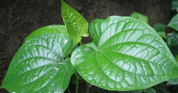 8 bài thuốc dân gian từ lá lốt