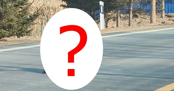 Thấy sinh vật cao gần 1 mét ngang nhiên băng qua đường, chuyên gia hé lộ đó là loài ít ai ngờ tới