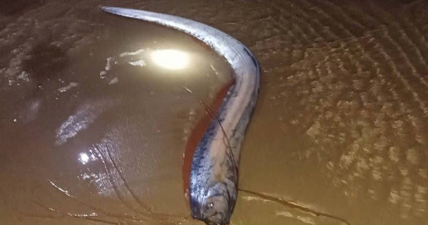 Hiện tượng hiếm: 4 con cá mái chèo dạt vào bờ biển tỉnh Lâm Đồng trong vài ngày