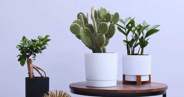 7 loại cây không bao giờ nên đặt gần cửa chính