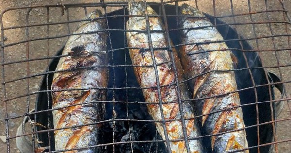 Loại cá giàu đạm, DHA gấp 3 lần cá hồi nhưng giá rẻ không bằng một nửa: Chợ Việt bán đầy