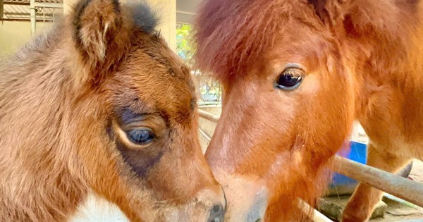 Bé ngựa lùn siêu đáng yêu 'đốn tim' du khách ở Thảo Cầm Viên