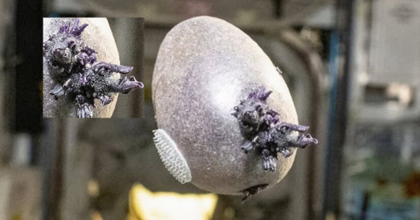 Phi hành gia NASA công bố bức ảnh “trứng người ngoài hành tinh” với xúc tu kỳ dị, nhiều người lo ngại