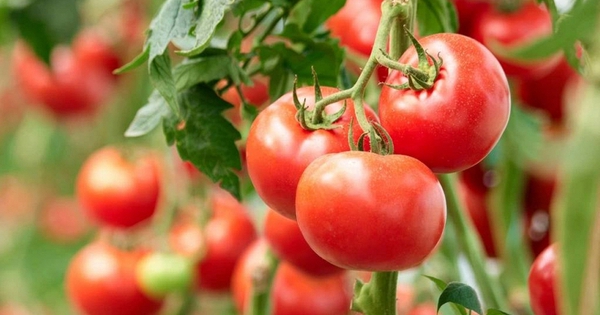 Cà chua có thật sự là “thủ phạm” làm tăng creatinine? Muốn thận khỏe, hãy bổ sung ngay 5 thực phẩm này
