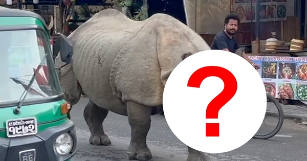 Con thú gần 3 tấn lao tới giữa ban ngày: Du khách lập tức 'đứng hình' suýt không kịp phản ứng