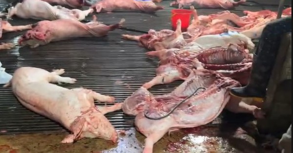 Sự thật kinh hoàng trong lò mổ cung cấp thịt cho chợ Hà Nội: Khoảng 3.600 con lợn dịch đã bị tuồn ra thị trường