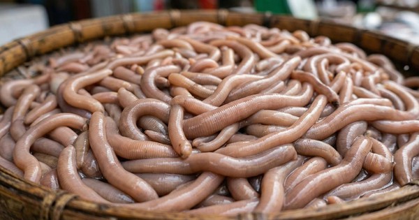 Chạm mốc 6.000.000 đồng/kg sinh vật lúc nhúc nhìn như giun đất ở Quảng Ninh, xưa chỉ siêu giàu dám tẩm bổ nay đại gia vẫn ráo riết săn lùng