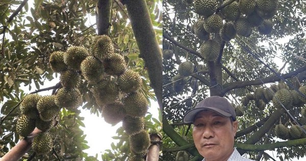 Người nông dân Đắk Lắk thu 15 tỷ/năm nhờ thứ quả “ngửi thì nồng, ăn thì nghiện”: Làm nông nghiệp tử tế, người Việt không thể nghèo