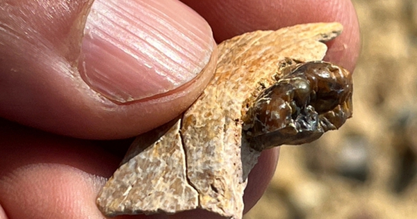 Sinh vật lạ ở Ai Cập vừa làm thay đổi lịch sử loài người