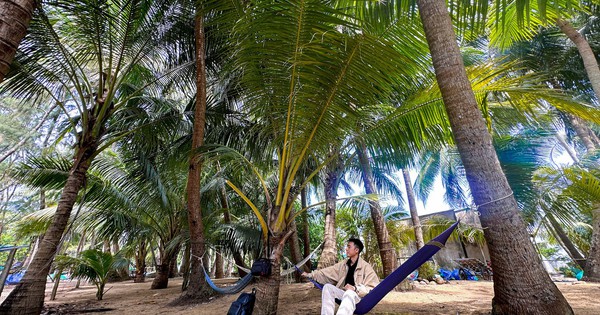 Thích mê rừng dừa xanh mướt nơi xã đảo Tam Hải
